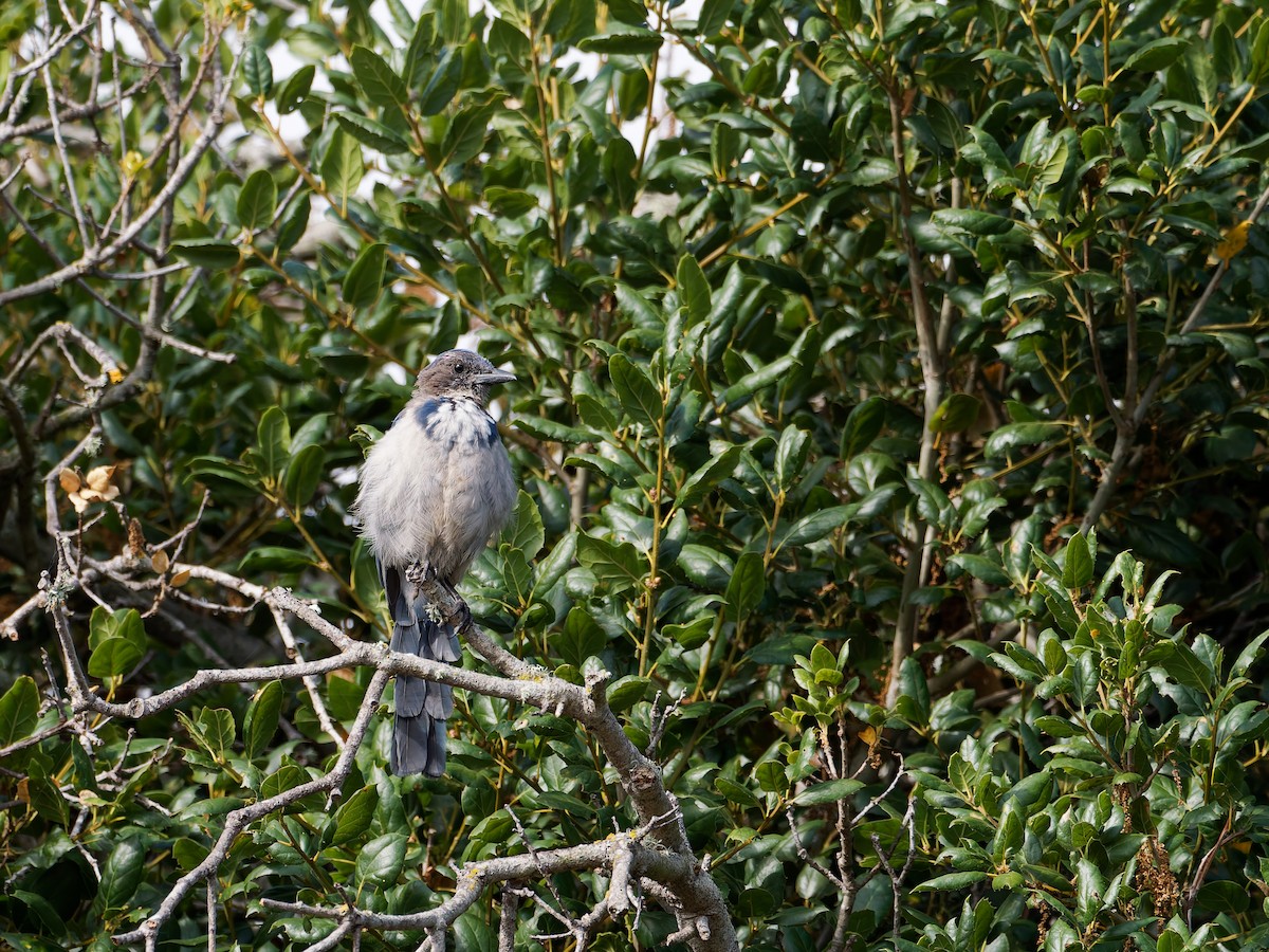 California Scrub-Jay - ML640042574