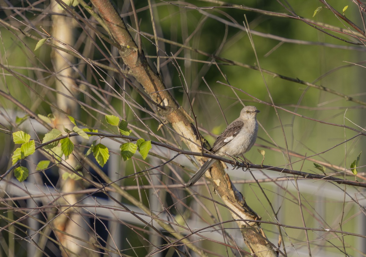 Northern Mockingbird - ML640042578