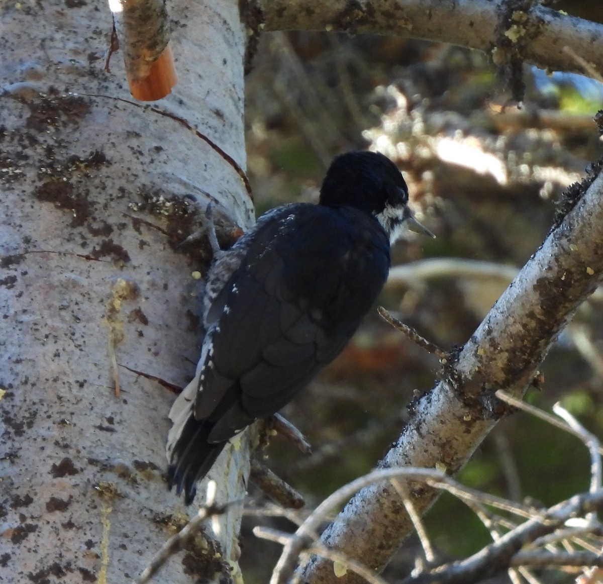 Black-backed Woodpecker - ML640042606