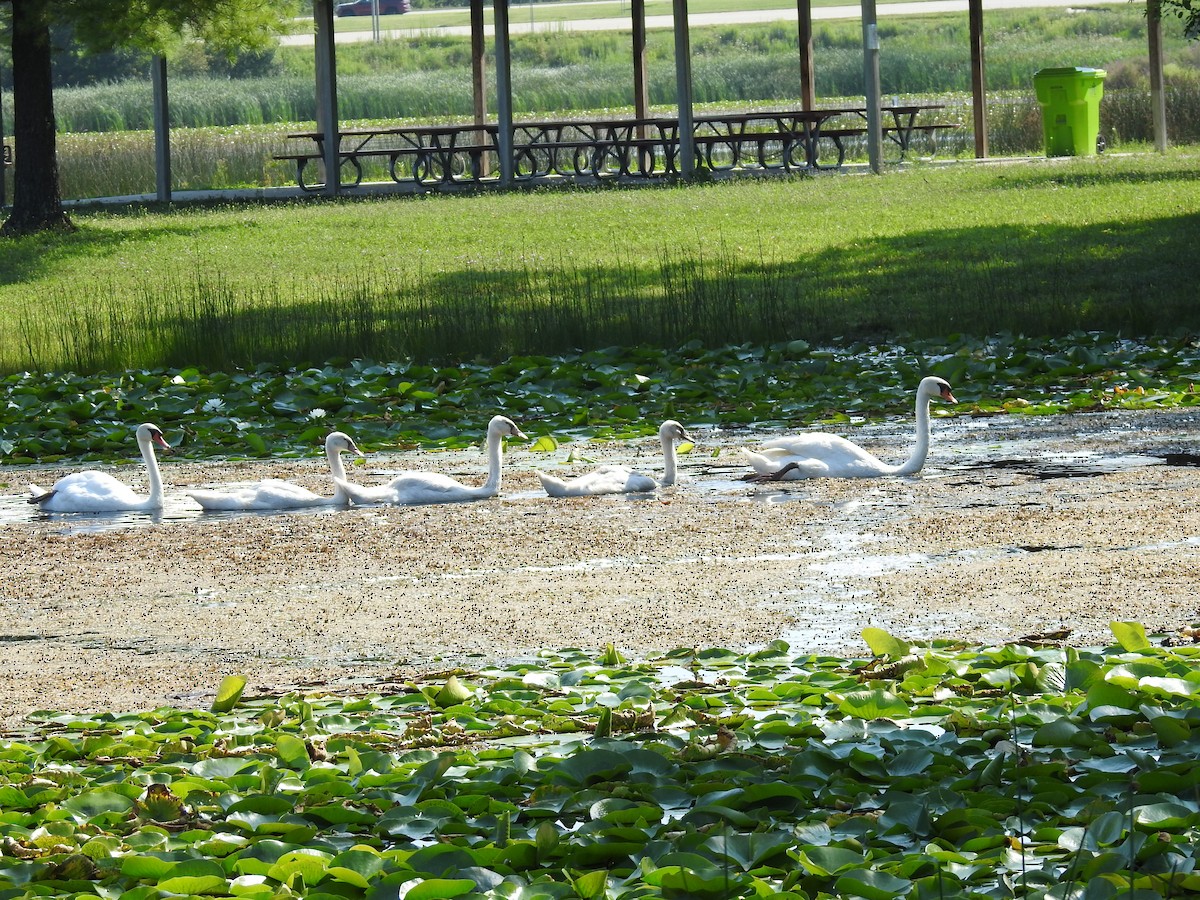 Höckerschwan - ML640042645