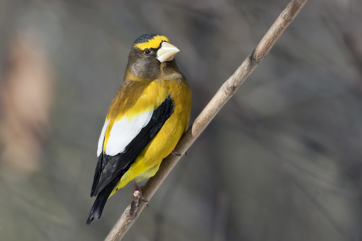 Evening Grosbeak - ML640042659