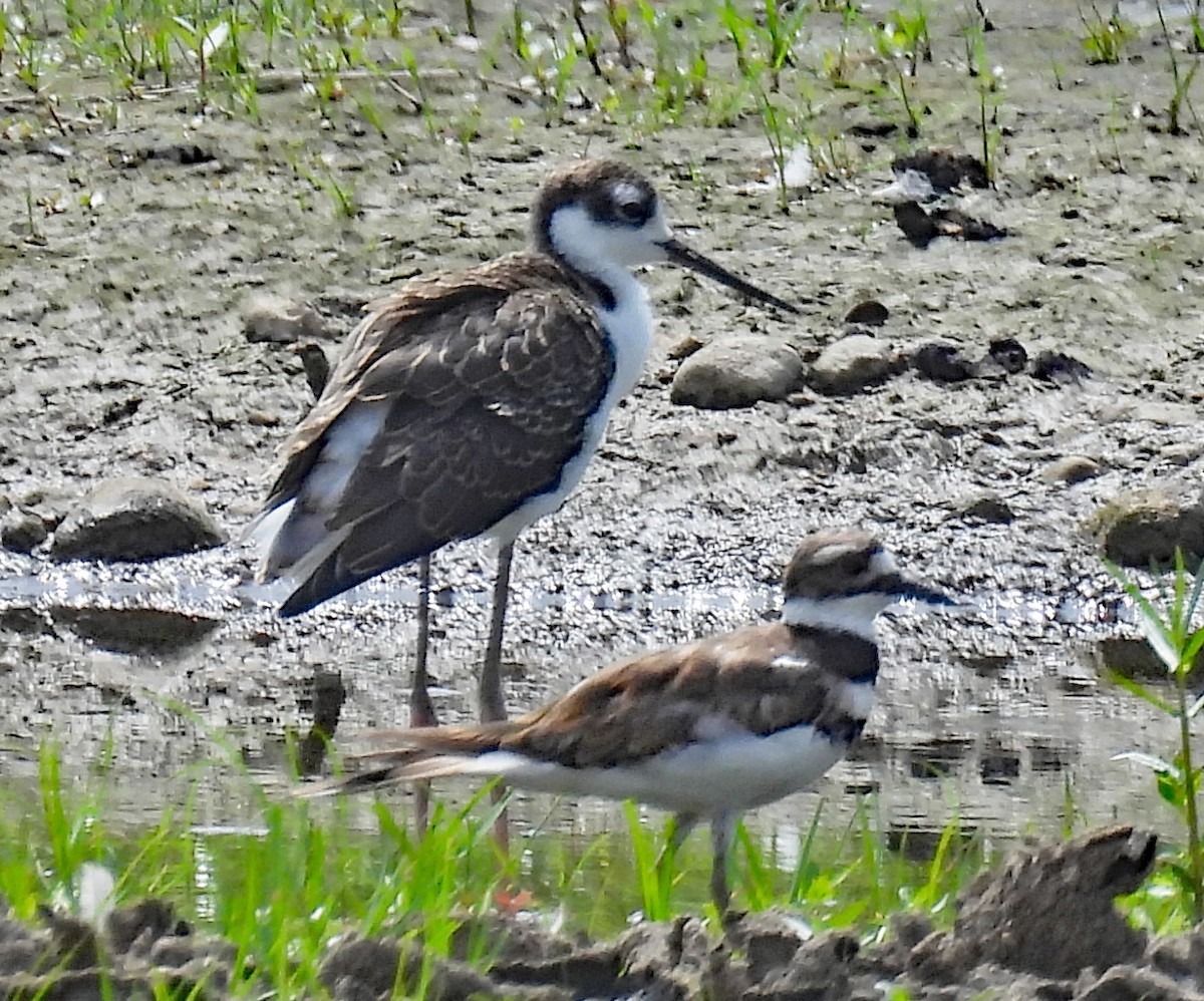 Black-necked Stilt - ML640042679