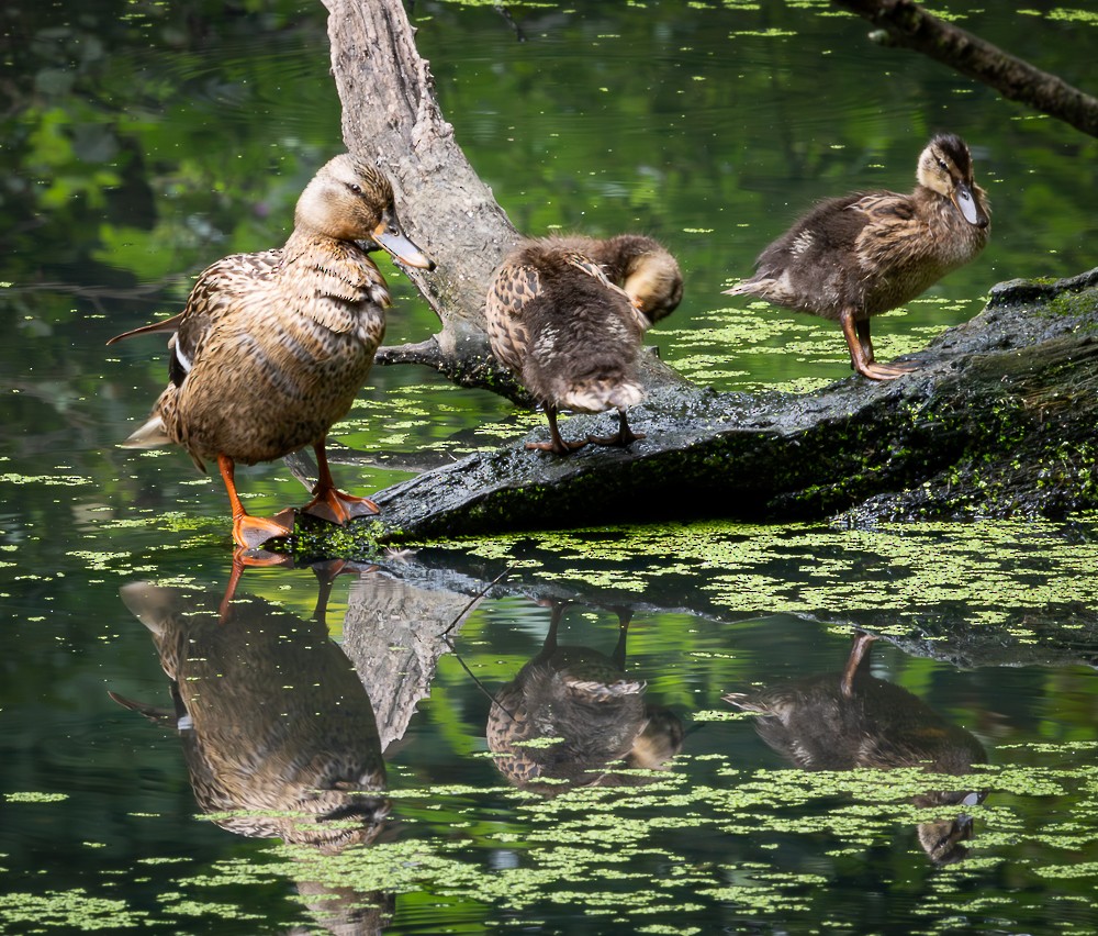 Mallard - ML640042680