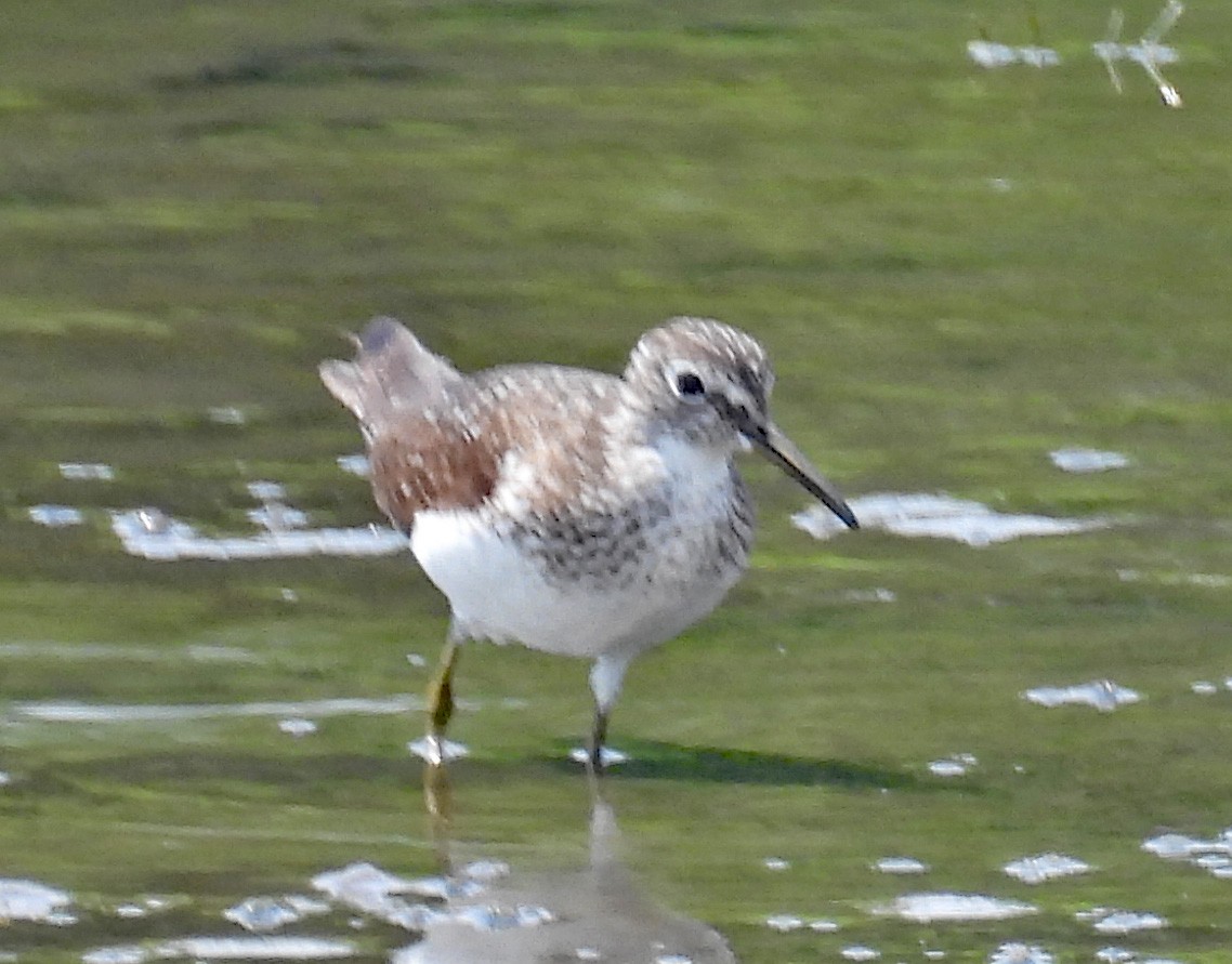Solitary Sandpiper - ML640042689