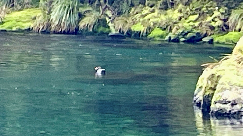 Blue Duck - ML640042724