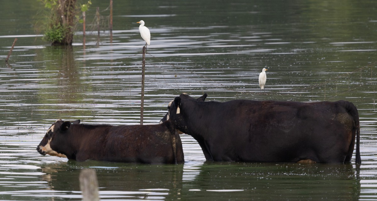 Western Cattle-Egret - ML640042800