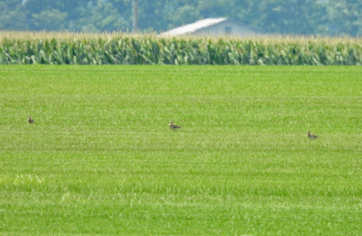 Upland Sandpiper - ML640042812