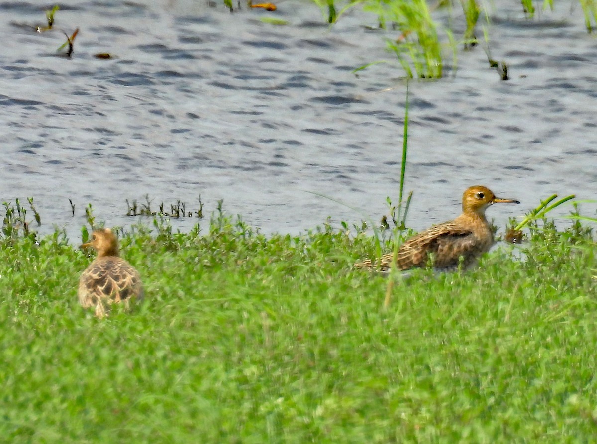 Upland Sandpiper - ML640042813