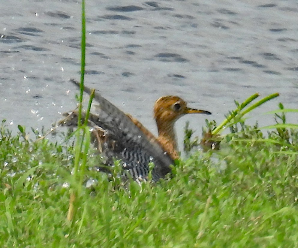 Upland Sandpiper - ML640042814