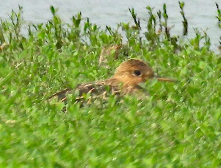 Upland Sandpiper - ML640042815