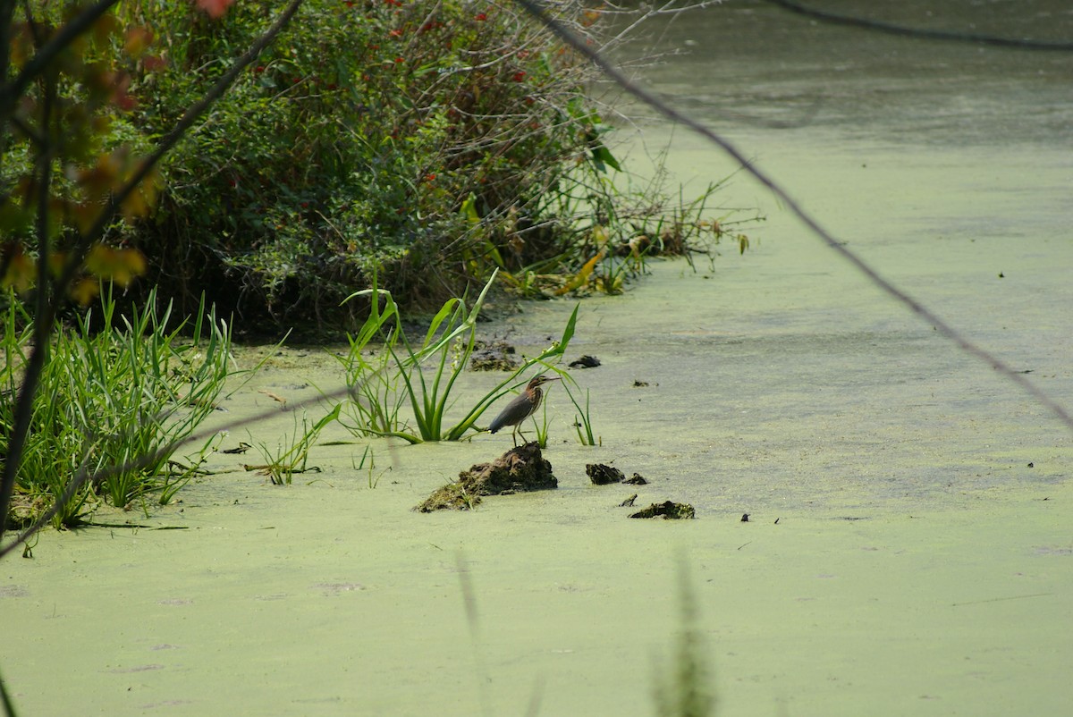 Green Heron - ML640042829