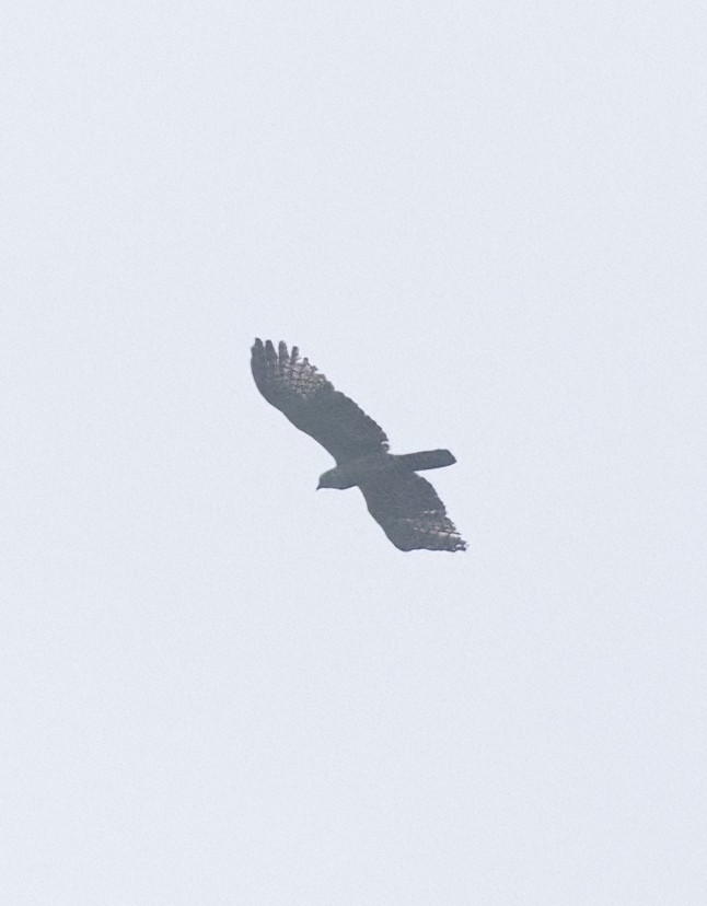 Oriental Honey-buzzard (Northern) - ML640042867