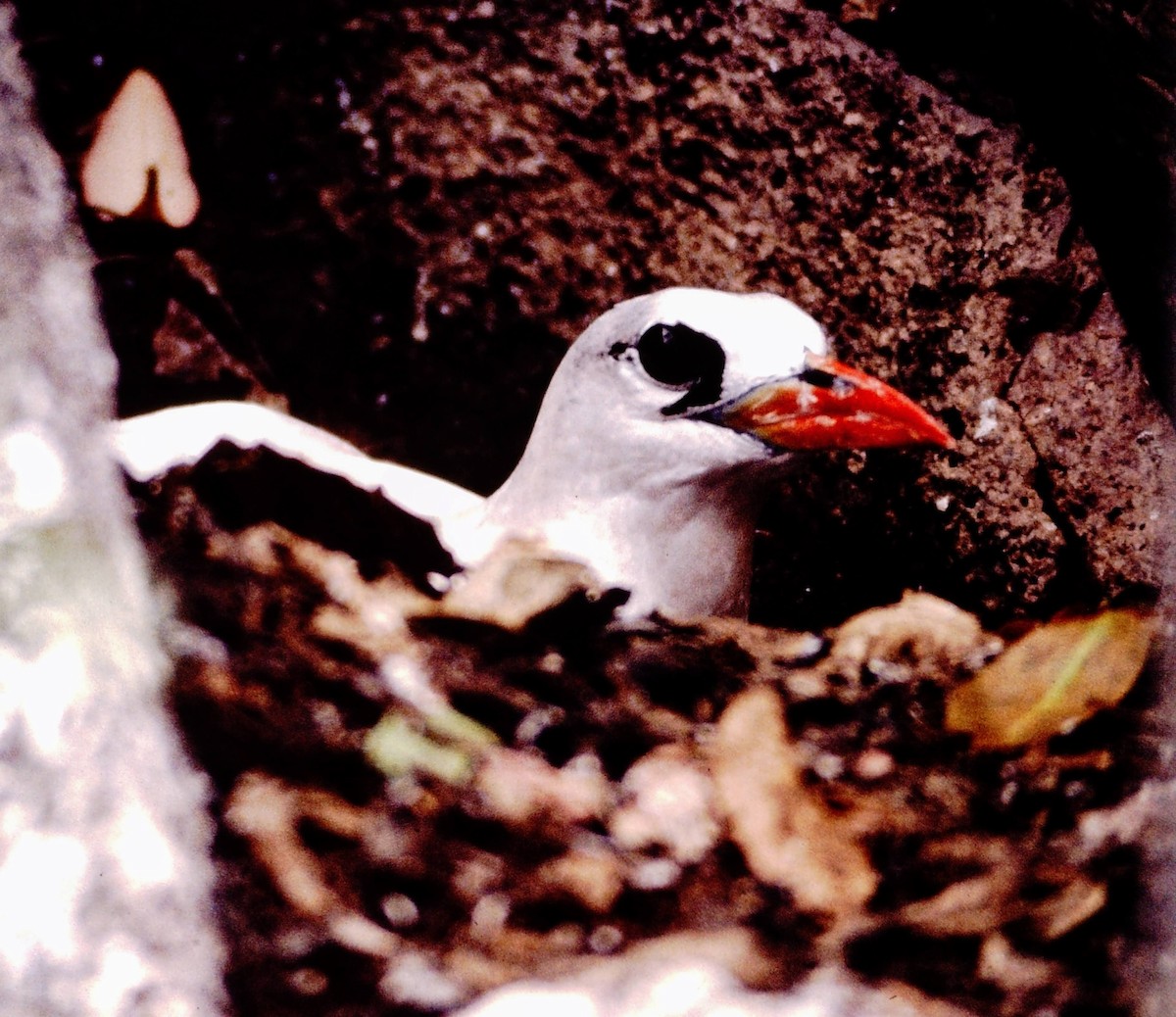 Red-tailed Tropicbird - ML640042899