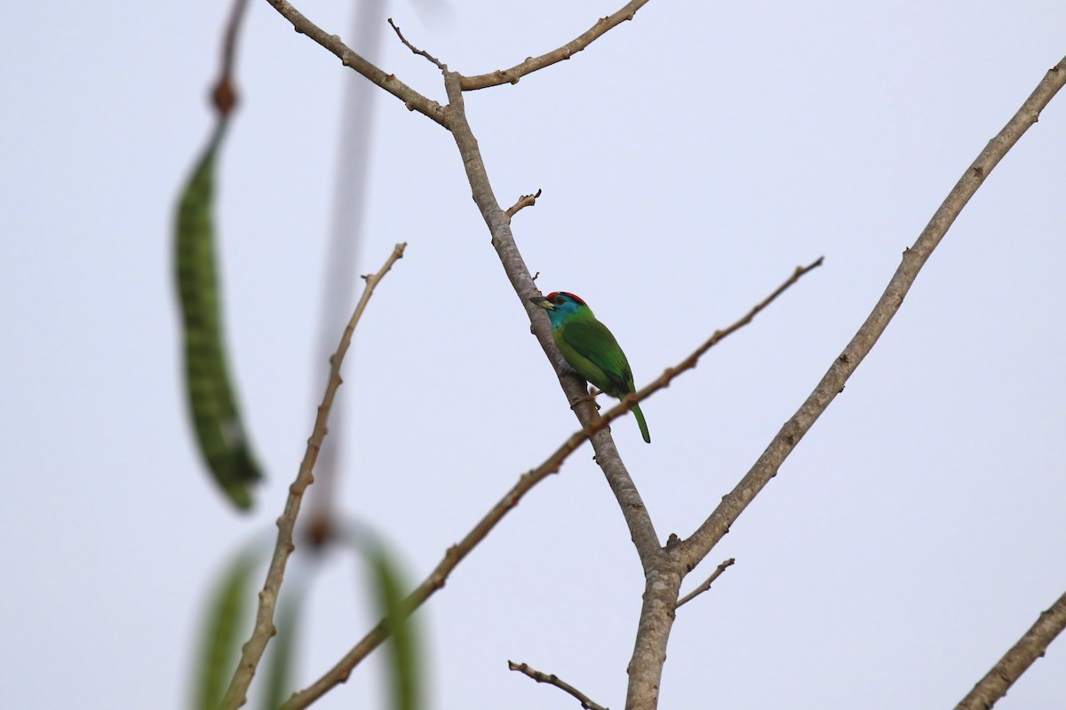Blue-throated Barbet - ML640042937