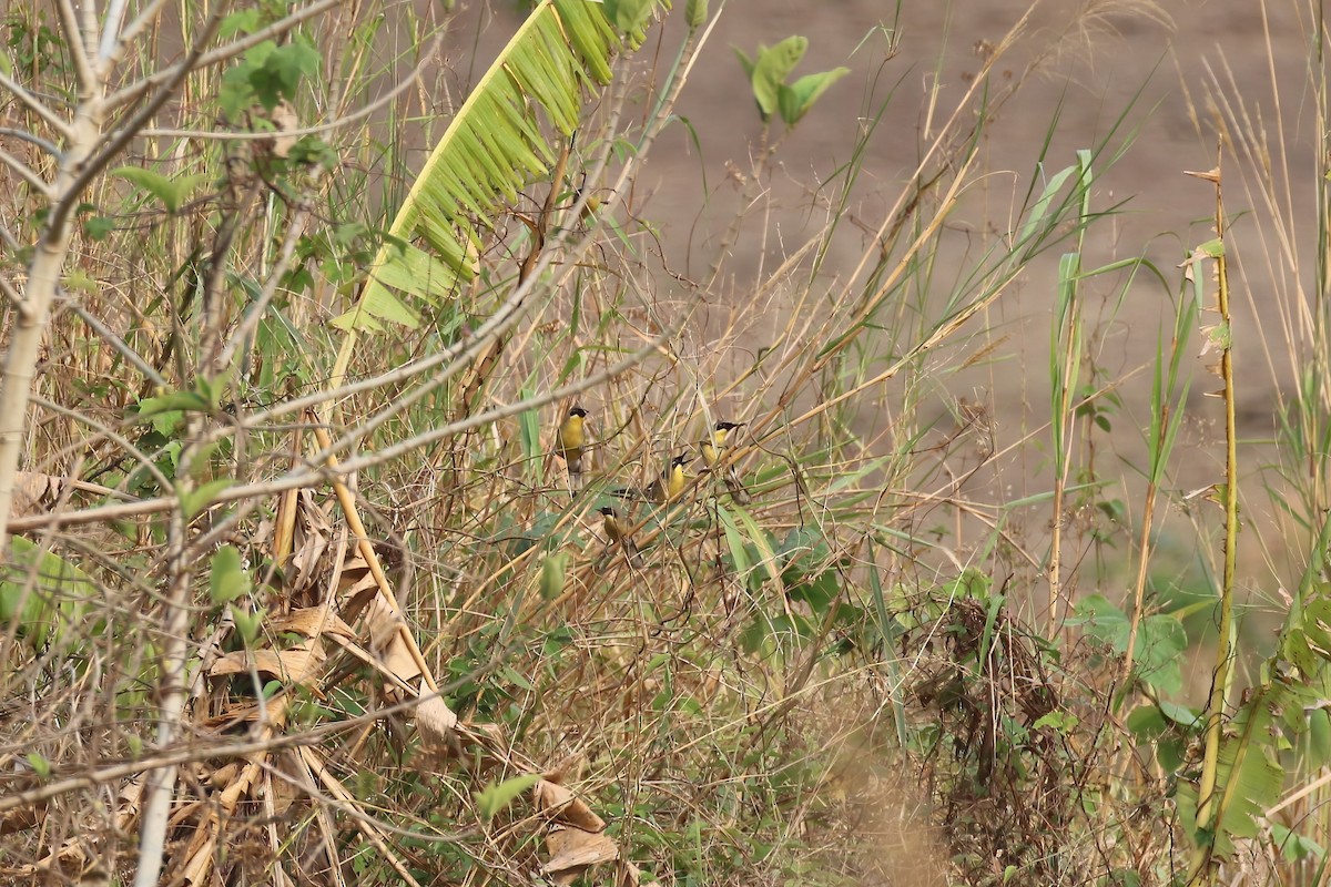 Yellow-throated Laughingthrush - ML640042949
