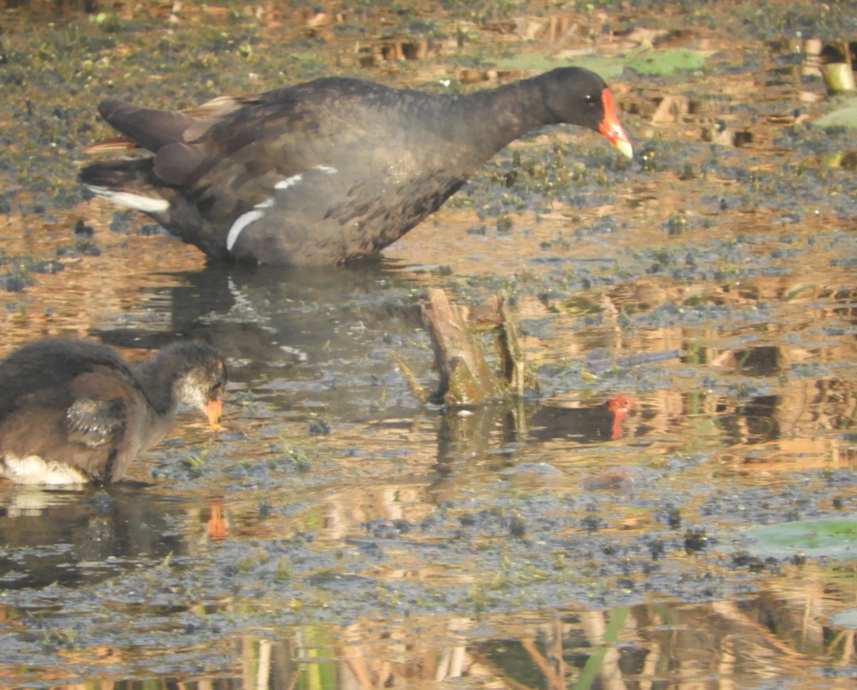 Common Gallinule - ML640042953