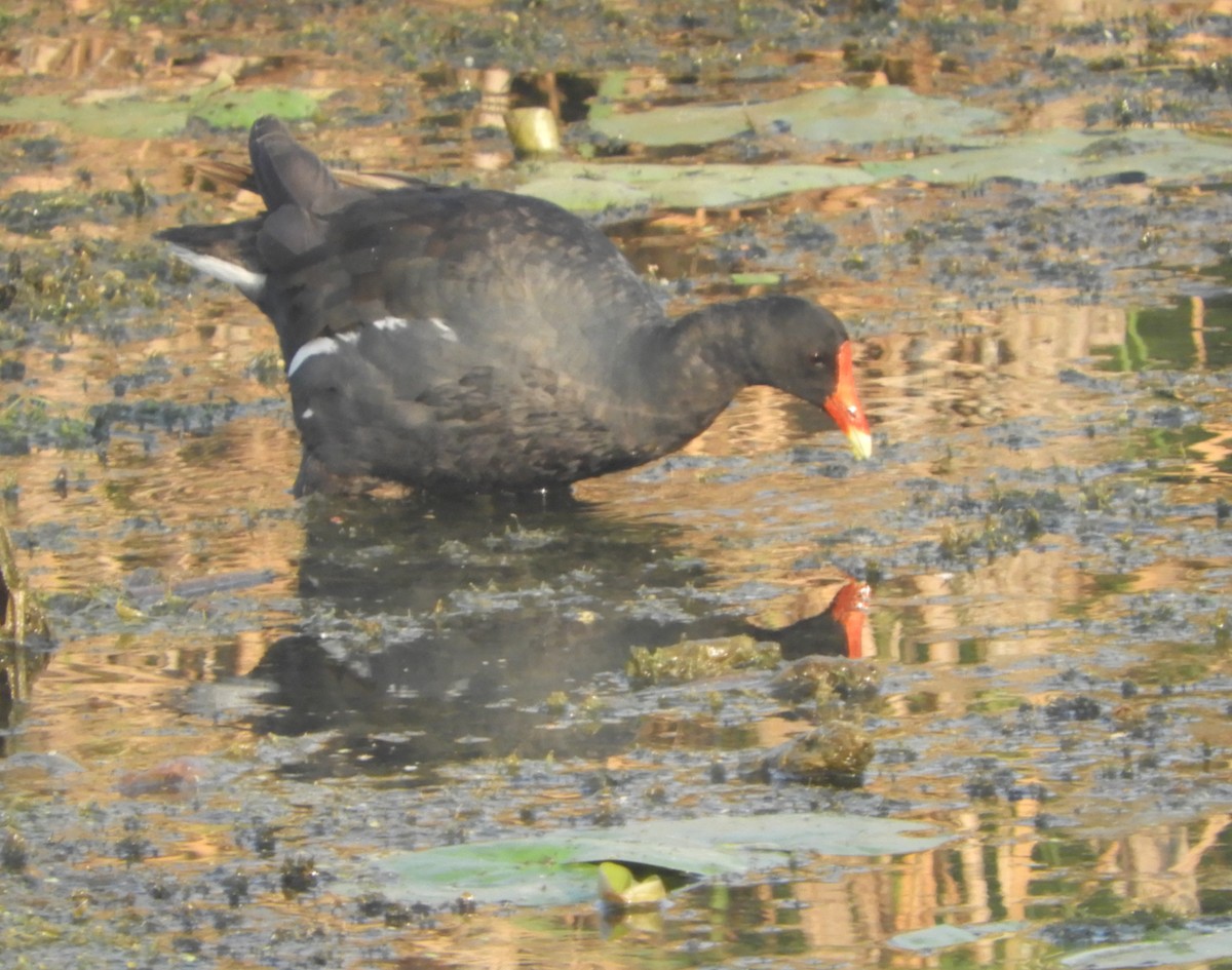 Common Gallinule - ML640042954