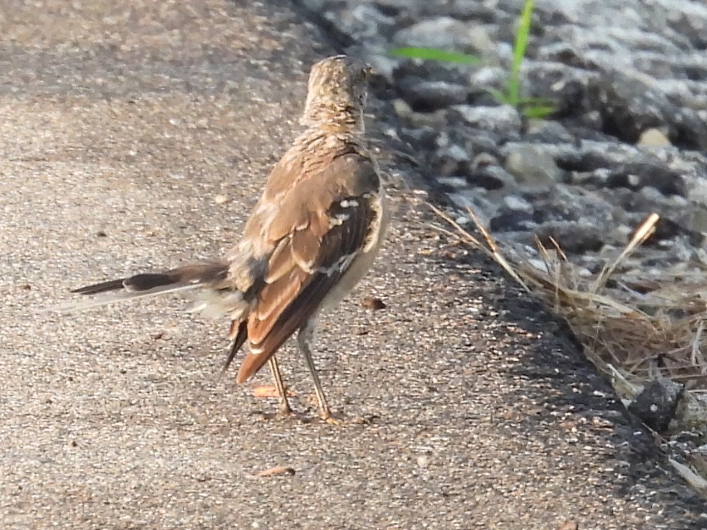 Northern Mockingbird - ML640042963