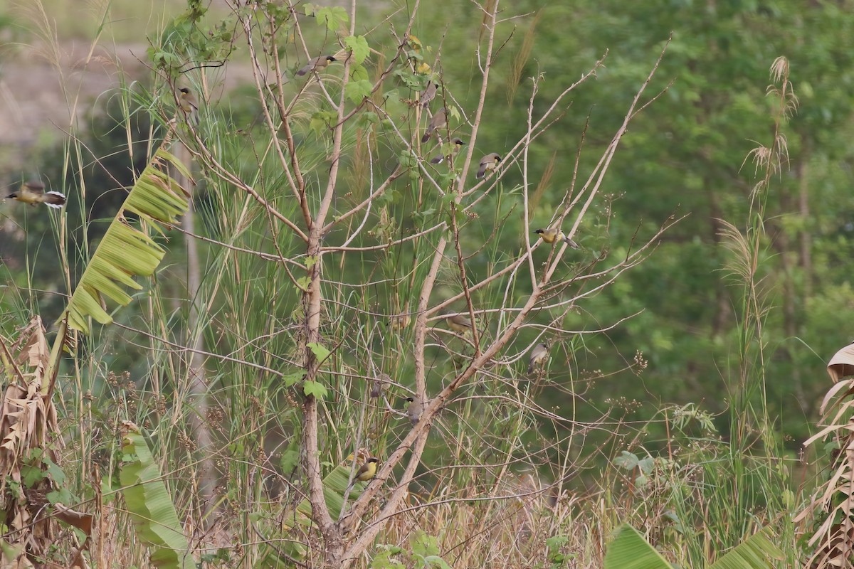 Yellow-throated Laughingthrush - ML640042975