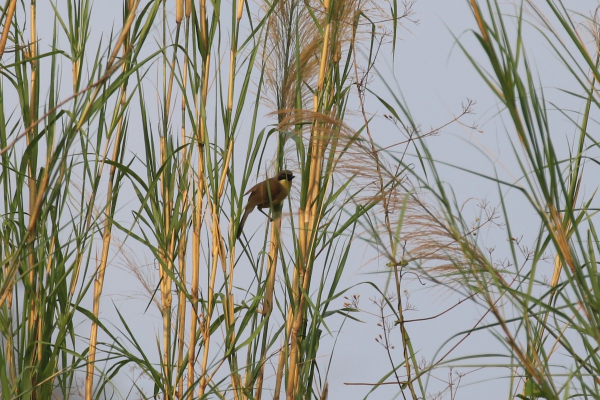 Yellow-throated Laughingthrush - ML640043032