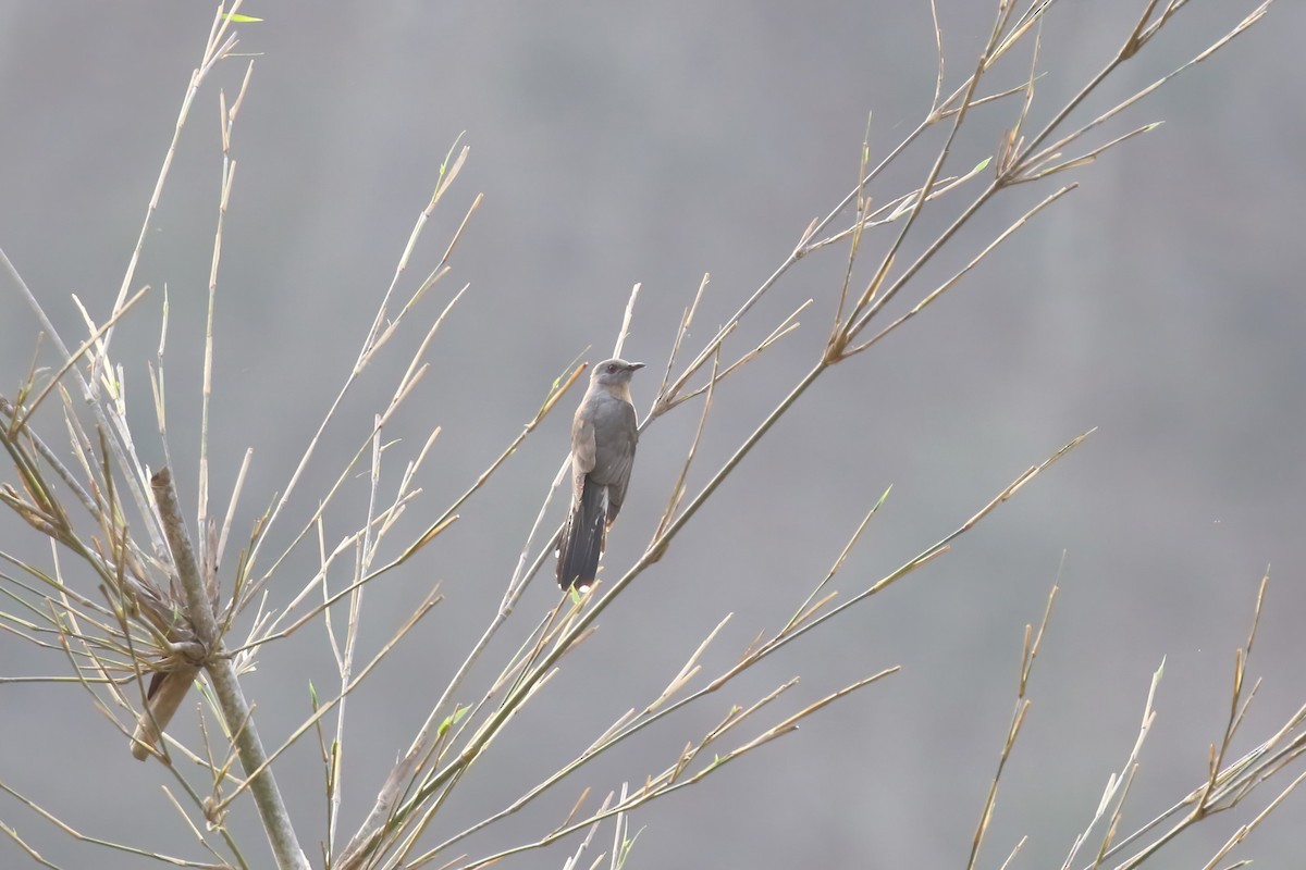 Plaintive Cuckoo - ML640043058