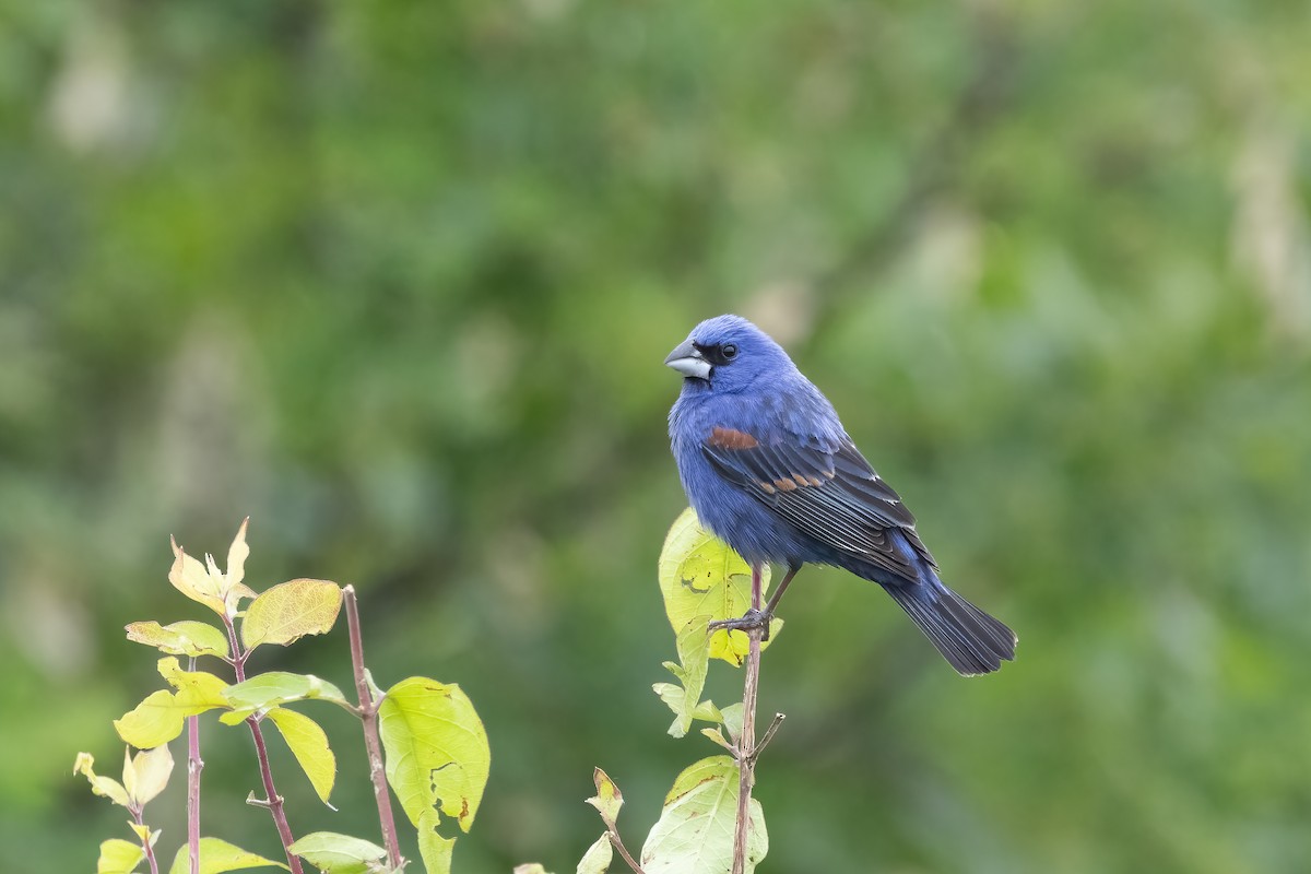 Blue Grosbeak - Kalpesh Krishna