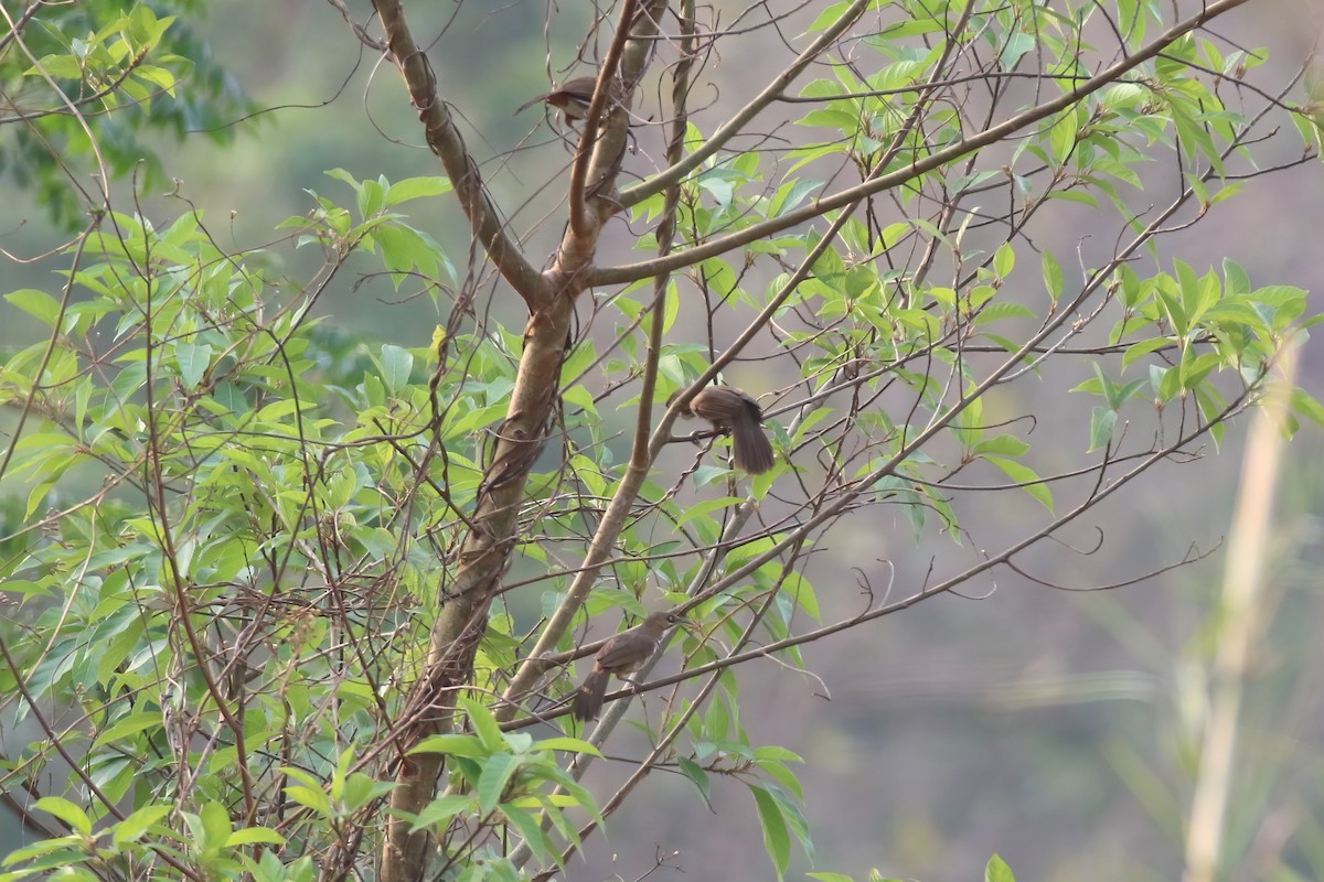 Spot-breasted Scimitar-Babbler - ML640043066