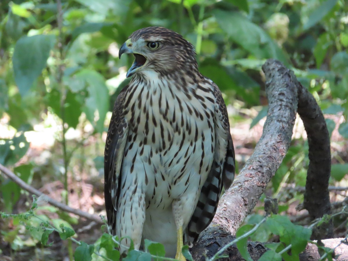 Cooper's Hawk - ML640043080