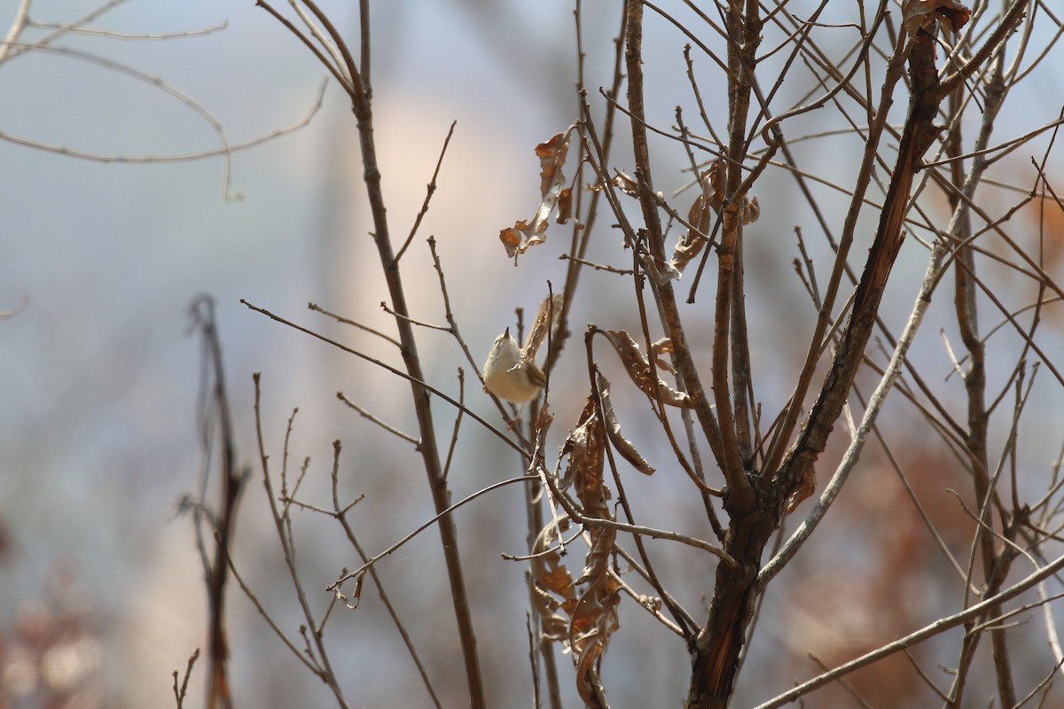 Rufescent Prinia - ML640043101