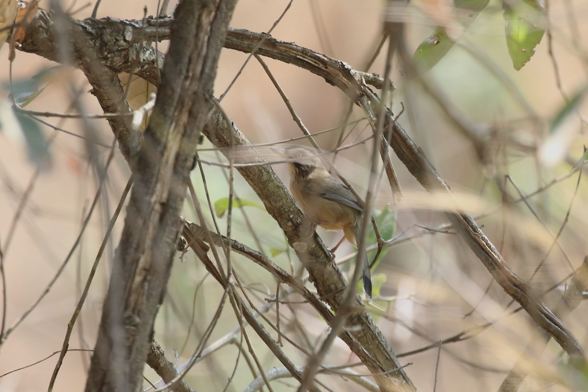 Moustached Laughingthrush - ML640043114