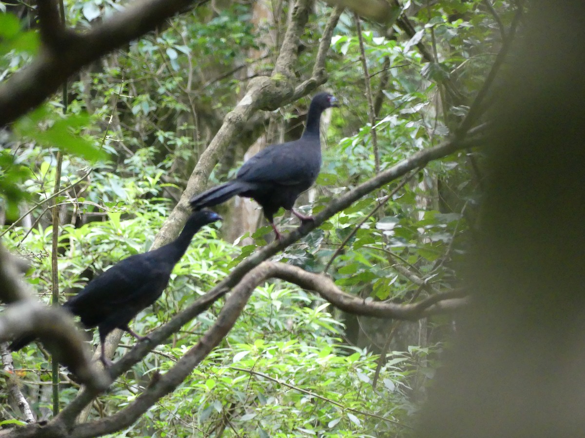 Schwarzguan - ML640043117