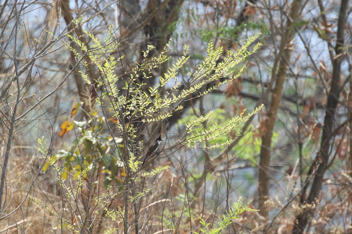 Red-whiskered Bulbul - ML640043119