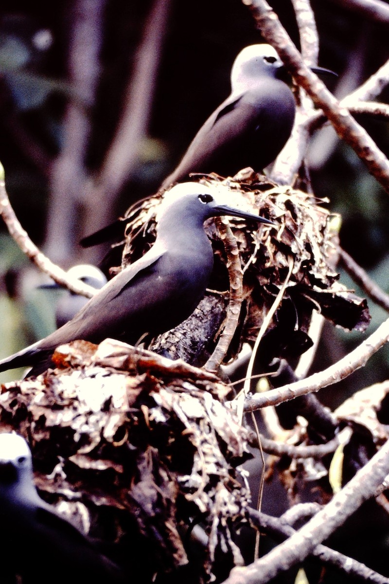 Lesser Noddy - ML640043125