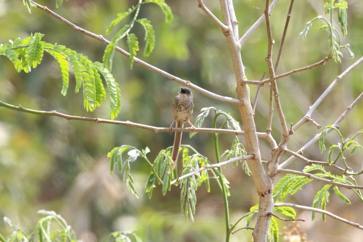 Himalayan Prinia - ML640043126