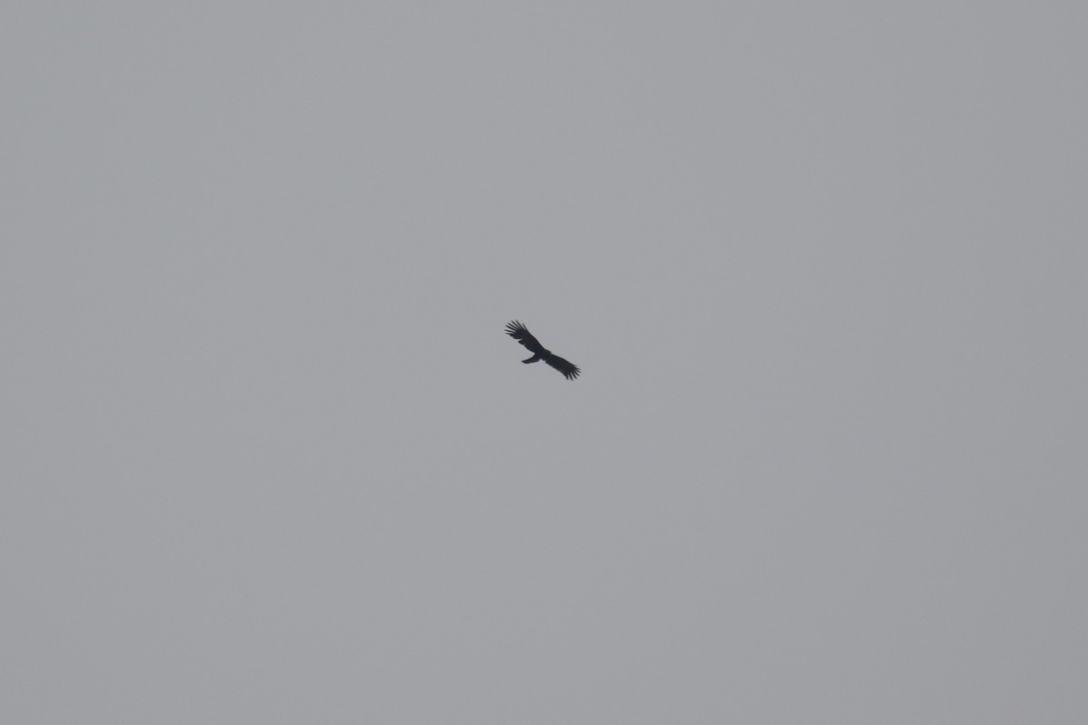 Black Eagle - ML640043136