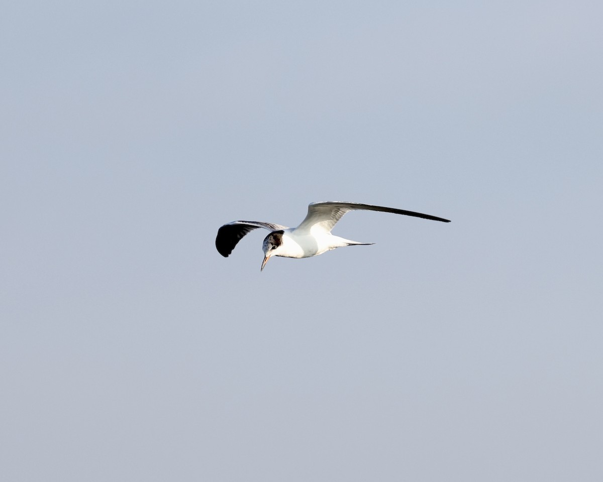 Эгэл хараалай - ML640043164