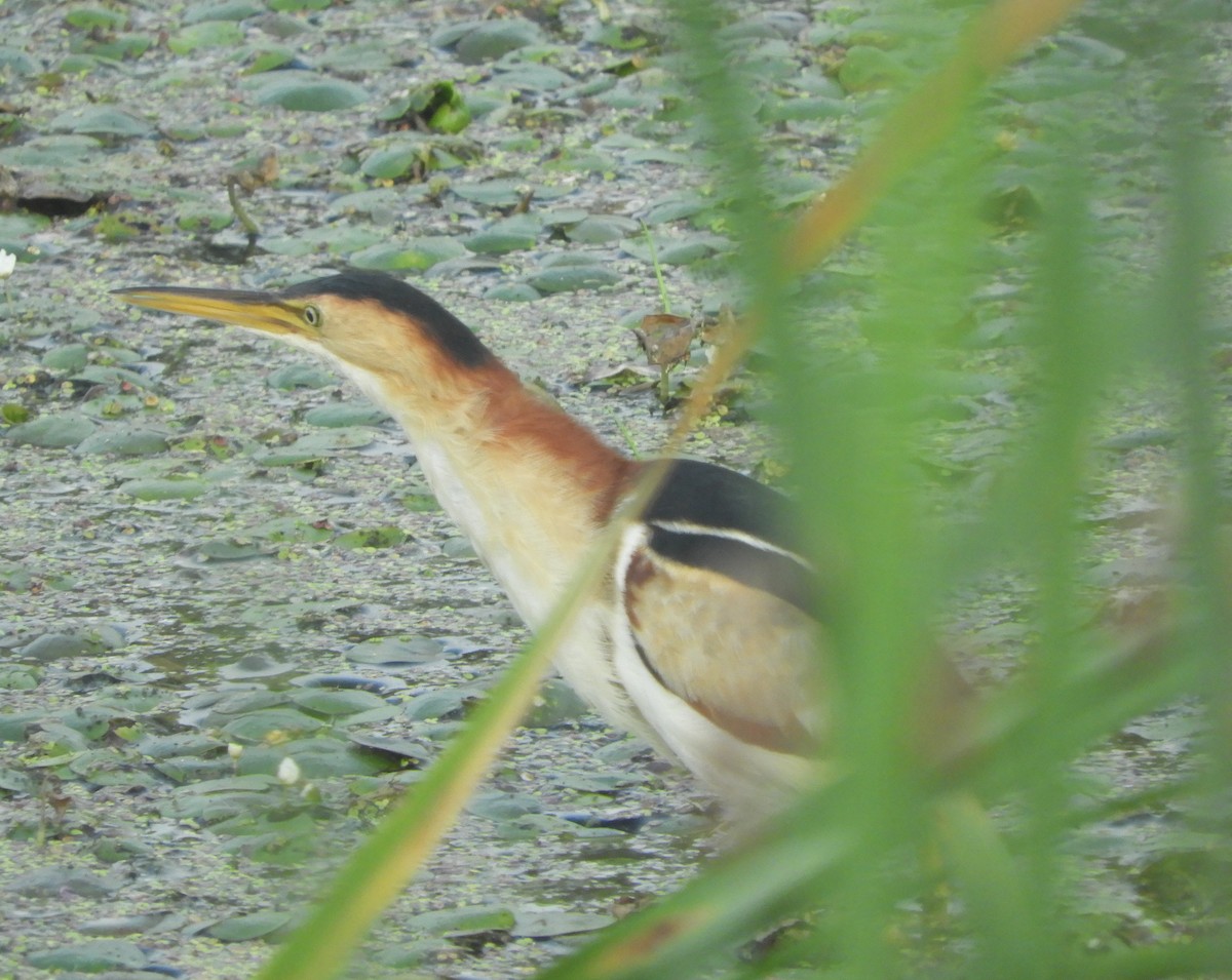 Least Bittern - ML640043170