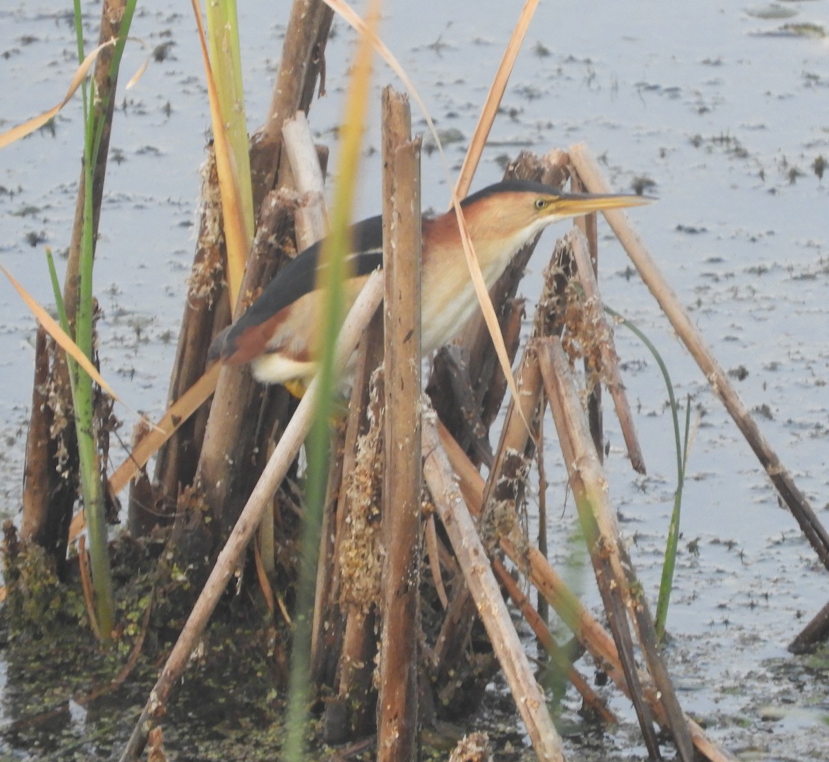 Least Bittern - ML640043171