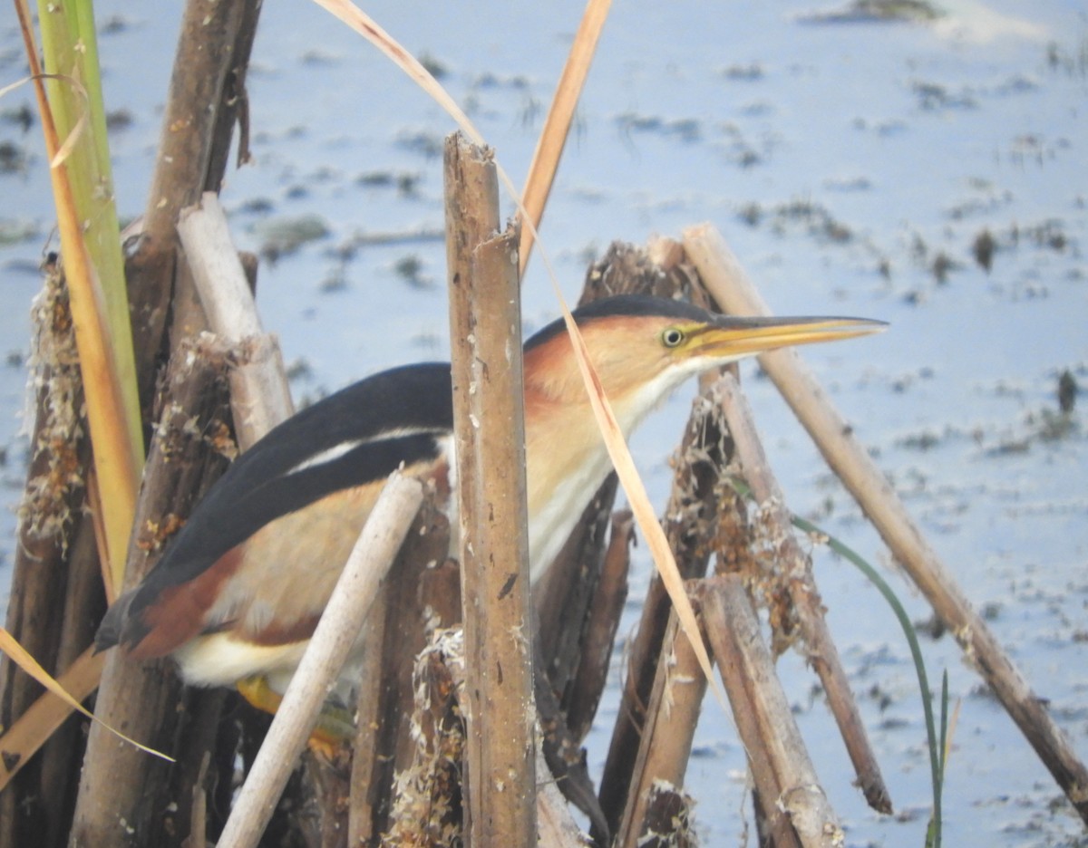 Least Bittern - ML640043172