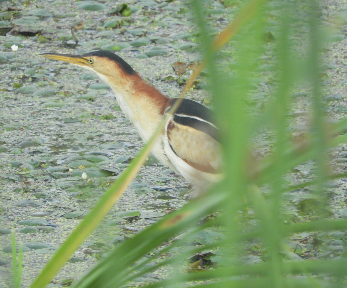 Least Bittern - ML640043173