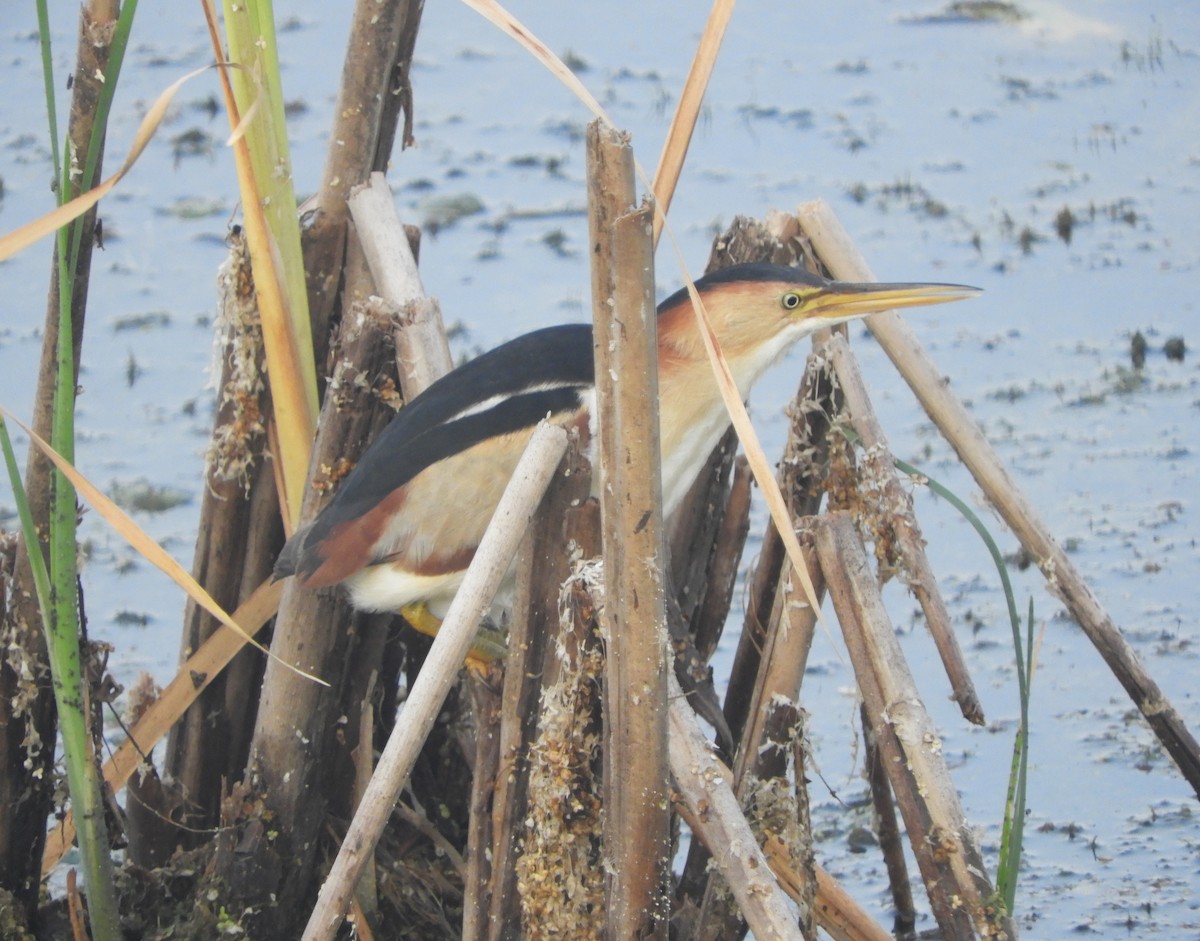 Least Bittern - ML640043174
