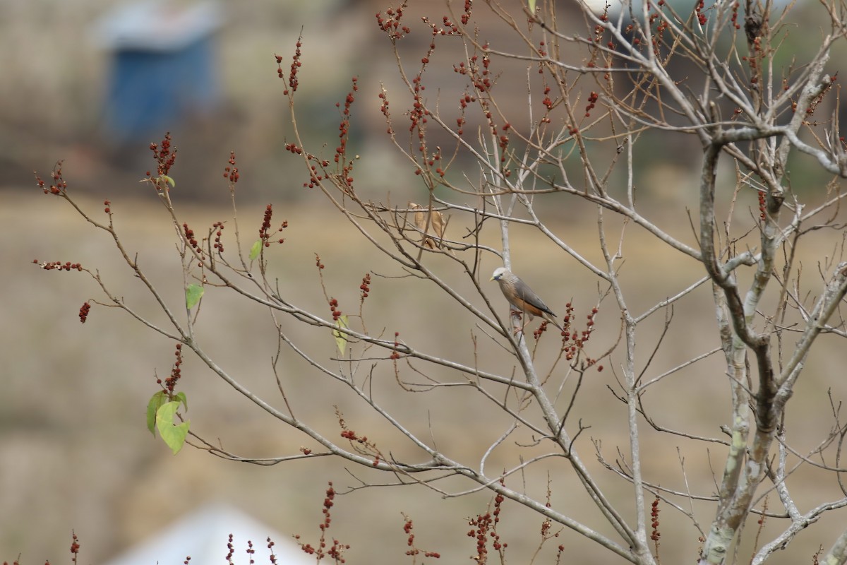Chestnut-tailed Starling - ML640043199