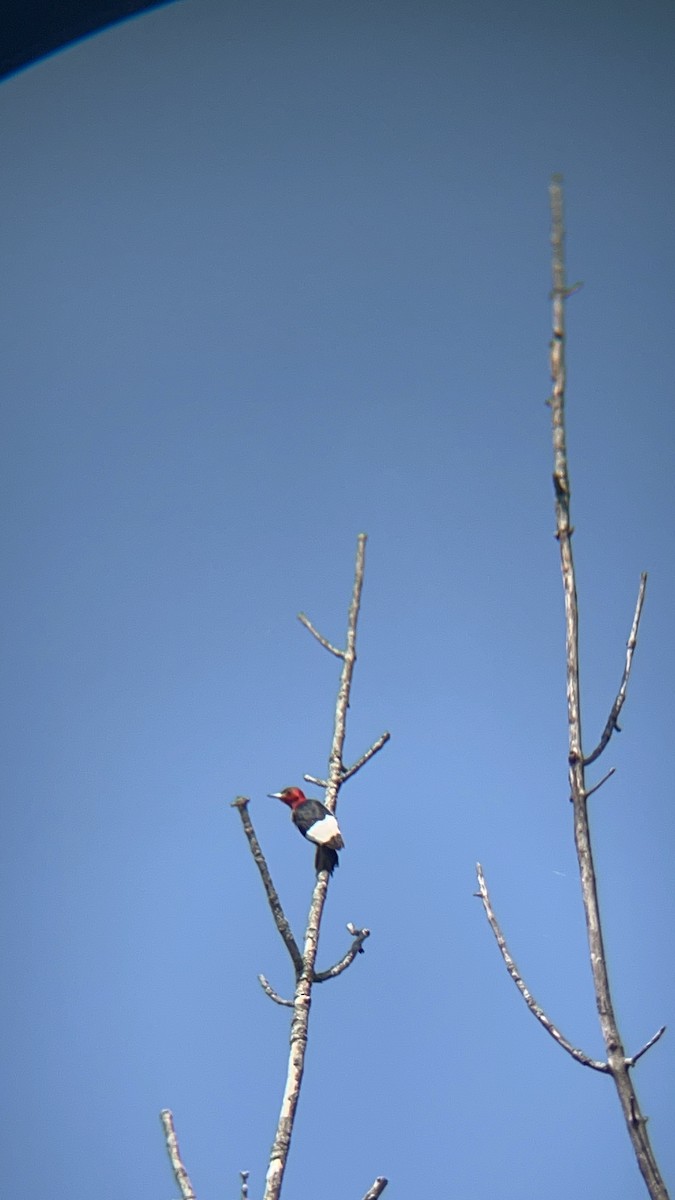 Red-headed Woodpecker - ML640043228