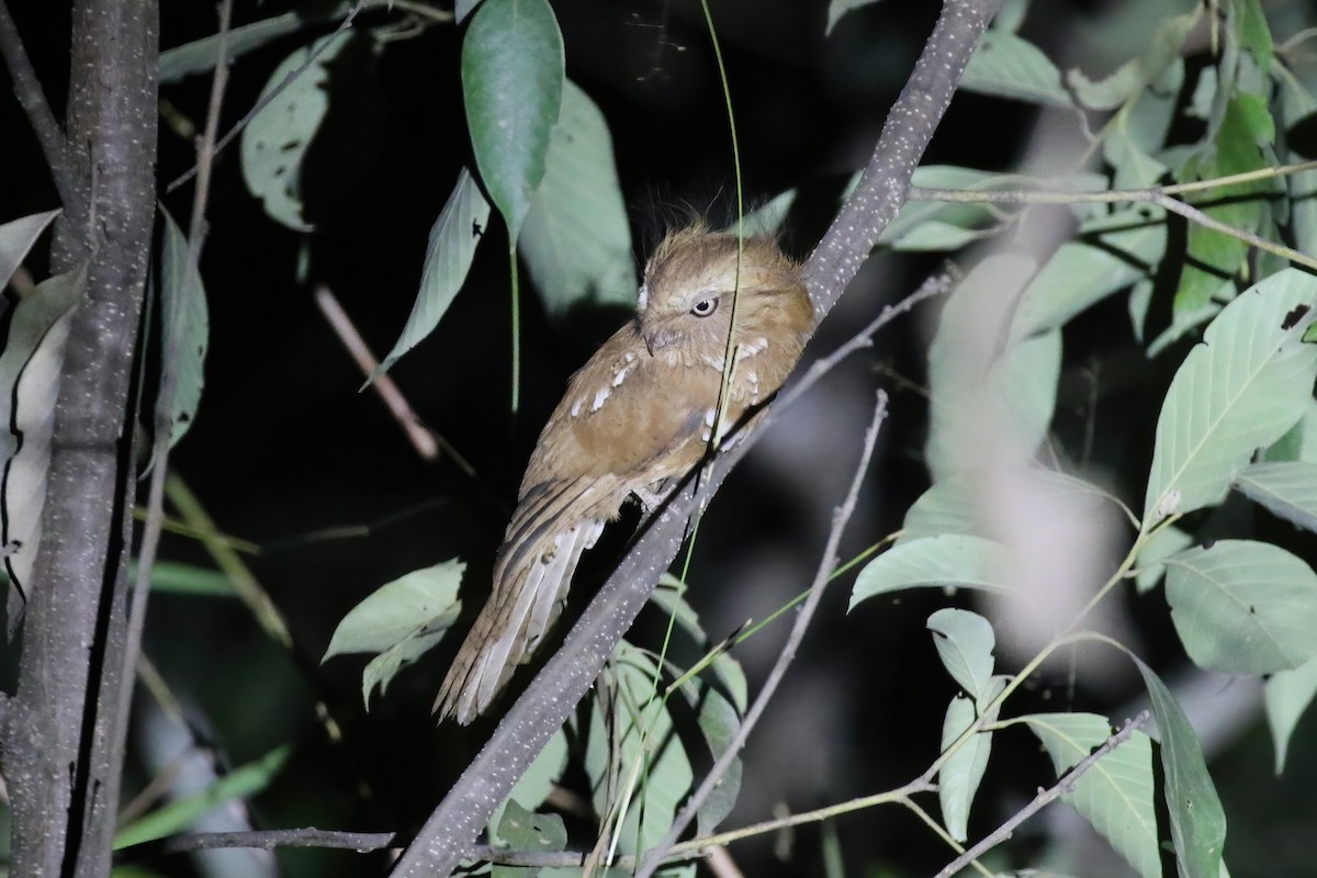 Hodgson's Frogmouth - ML640043229
