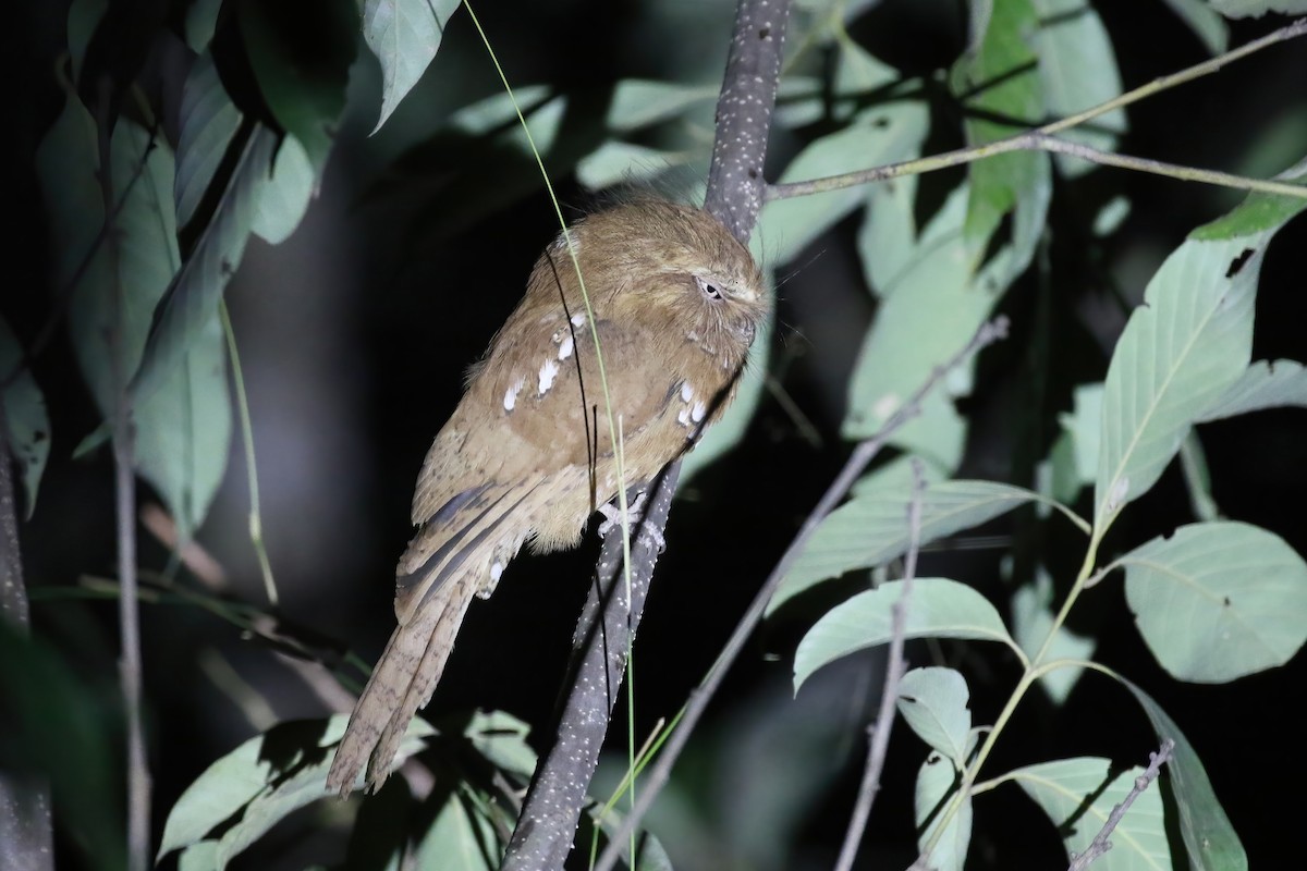 Hodgson's Frogmouth - ML640043234