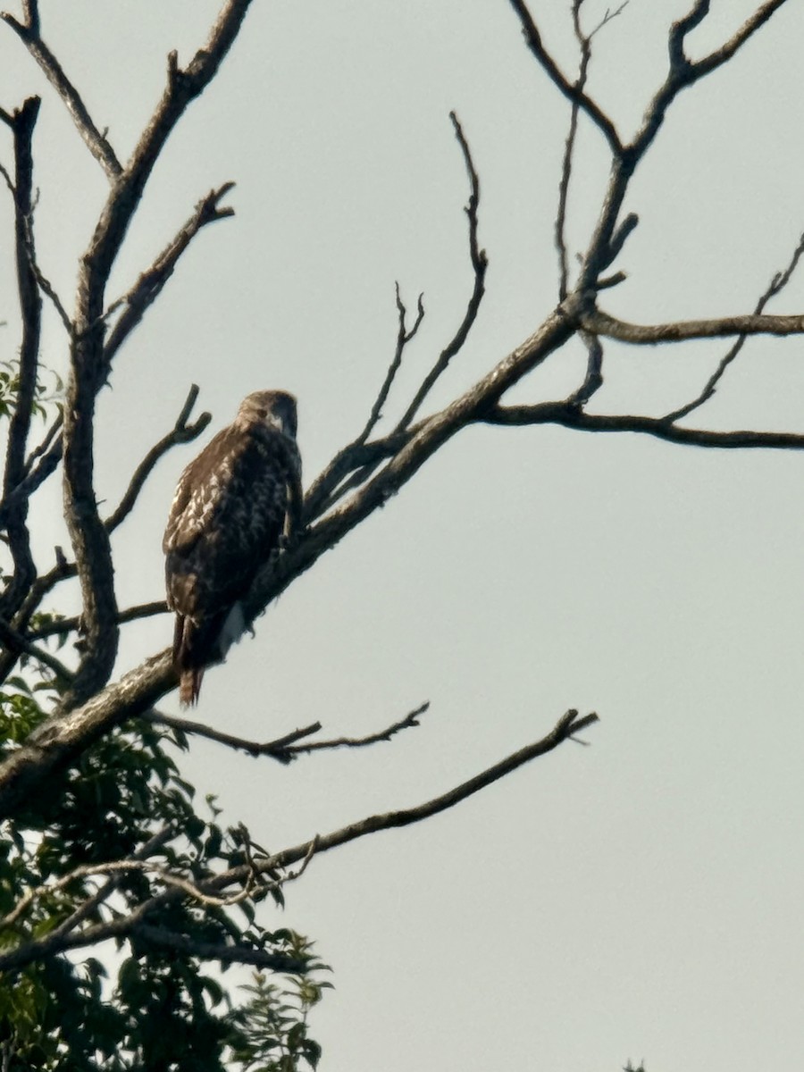 Red-tailed Hawk (borealis) - ML640043235