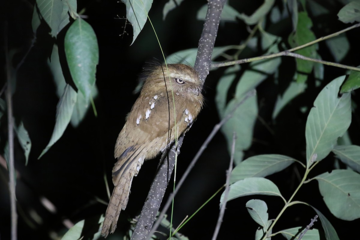 Hodgson's Frogmouth - ML640043241