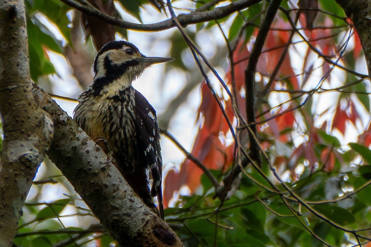 White-backed Woodpecker (White-backed) - ML640043243