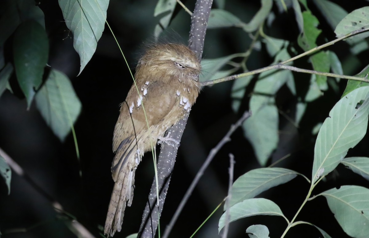 Hodgson's Frogmouth - ML640043245