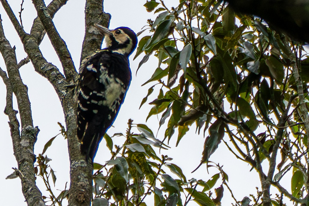 White-backed Woodpecker (White-backed) - ML640043260
